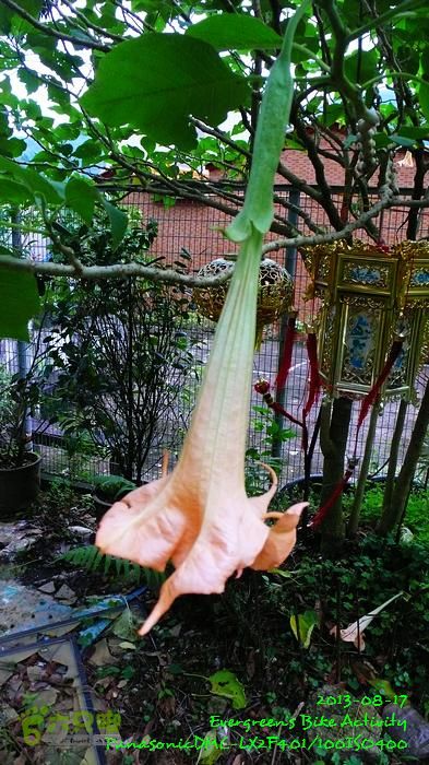 2013 08 17 大埔墟、蓮澳、馬窩、打鐵刃、運頭塘P1560993