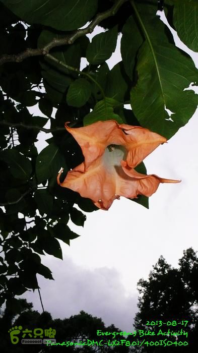 2013 08 17 大埔墟、蓮澳、馬窩、打鐵刃、運頭塘P1560994