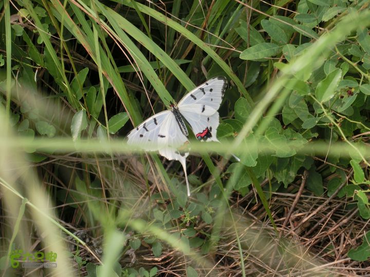 三台山-孟梁台穿越CIMG0445