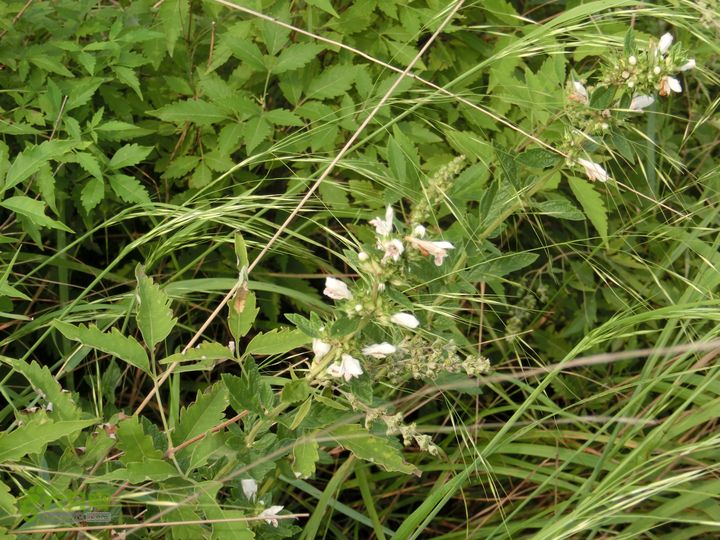 三台山-孟梁台穿越CIMG0447