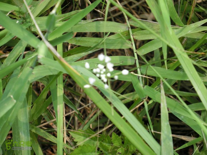 三台山-孟梁台穿越CIMG0490