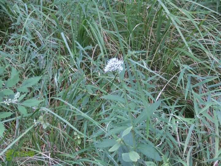 三台山-孟梁台穿越CIMG0493