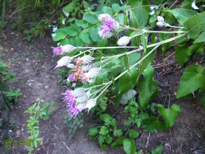 安家庄—十八潭DSCF5341