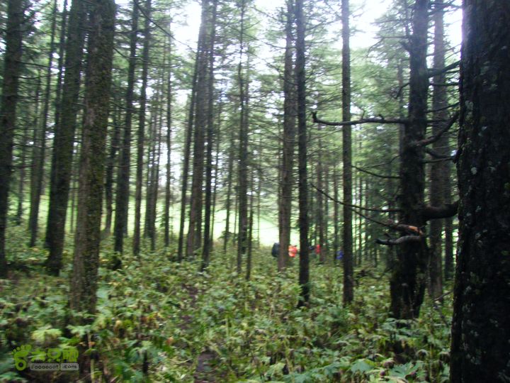 芦芽山第二天：石佛寺—芦芽山顶—太子庙往返—马伦草原—松林—无名草甸—大庙村—三岔路口DSCF5826