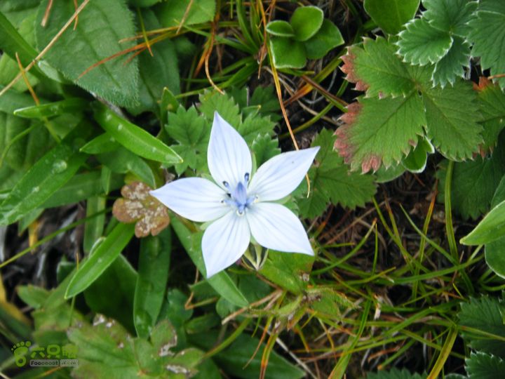 芦芽山第二天：石佛寺—芦芽山顶—太子庙往返—马伦草原—松林—无名草甸—大庙村—三岔路口DSCF5832