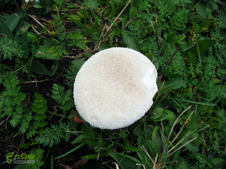 芦芽山第二天：石佛寺—芦芽山顶—太子庙往返—马伦草原—松林—无名草甸—大庙村—三岔路口DSCF5843