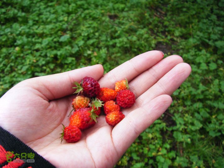 芦芽山第二天：石佛寺—芦芽山顶—太子庙往返—马伦草原—松林—无名草甸—大庙村—三岔路口DSCF5849