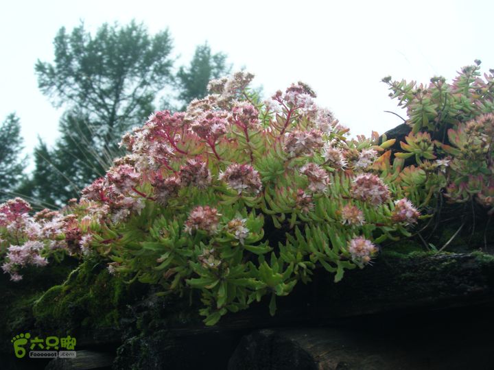 芦芽山第二天：石佛寺—芦芽山顶—太子庙往返—马伦草原—松林—无名草甸—大庙村—三岔路口DSCF5887