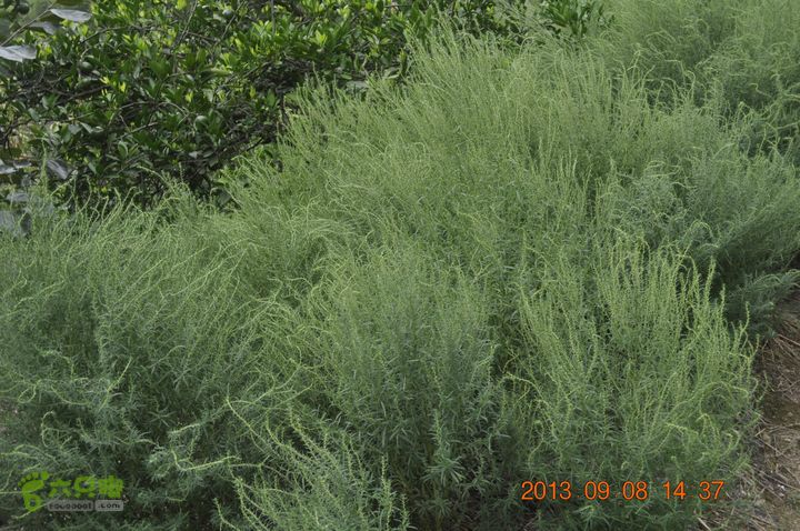 环永康三渡溪三条山脊_DSC0103