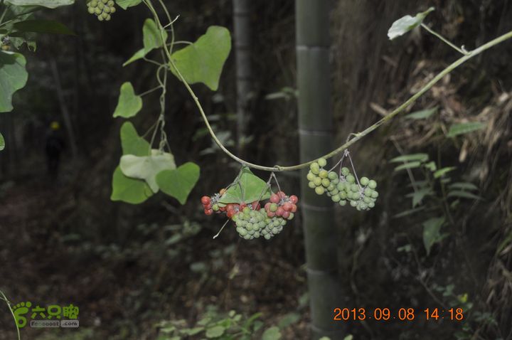 环永康三渡溪三条山脊_DSC0100