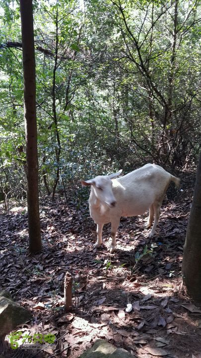樟林古道-古寺西来院-白云洞-埠兴村2013-09-08 14:40:31