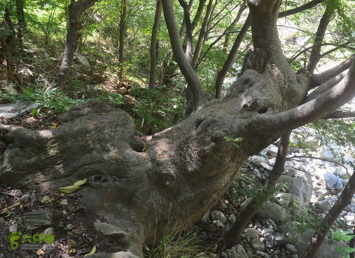 骑行高冠峪徒步大寺一组DSC_0116