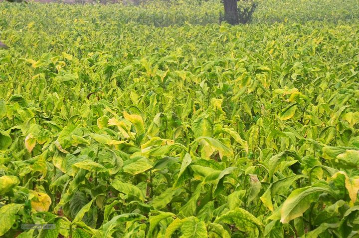 中秋节骑行华县洛南丹凤武关商州DSC_0192