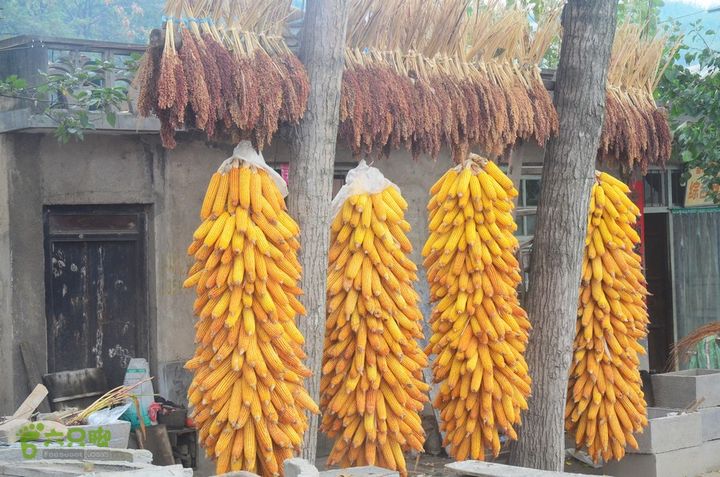 中秋节骑行华县洛南丹凤武关商州DSC_0184