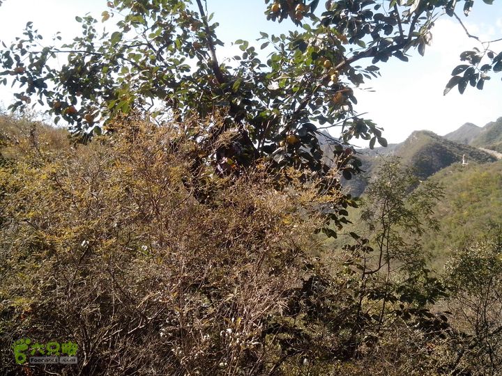 鲁家滩…谷积山…北车营穿越IMG_20131010_113334