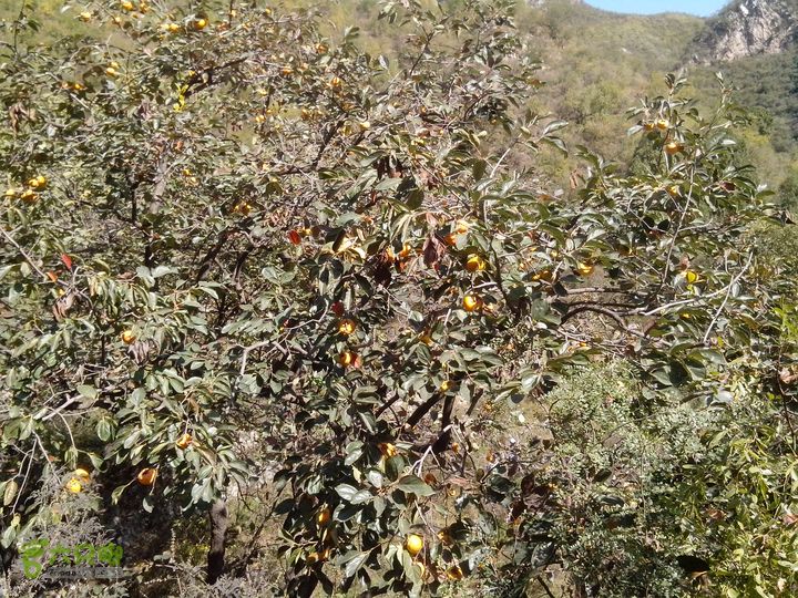 鲁家滩…谷积山…北车营穿越IMG_20131010_121127