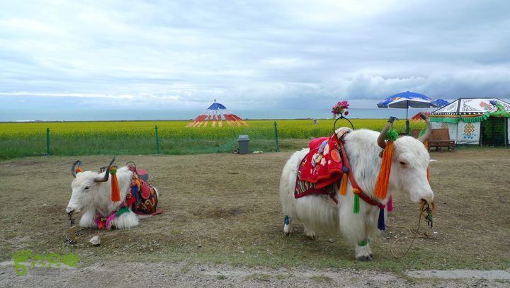 2013 西藏游记全记录 西宁-格尔木-唐古拉-拉萨-林芝-德钦-丽江-成都P1080401