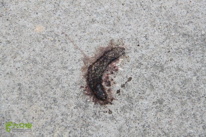 20131013宁波樟村毛岙大雷横街10公里穿越一只马陆被压死在马路上