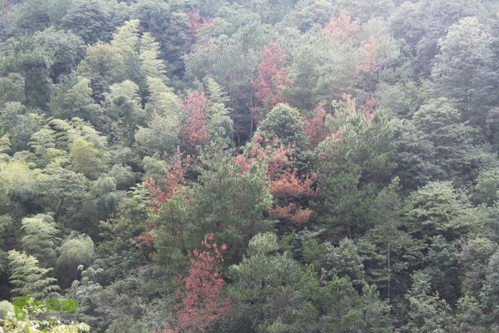 20131013宁波樟村毛岙大雷横街10公里穿越秋色近了