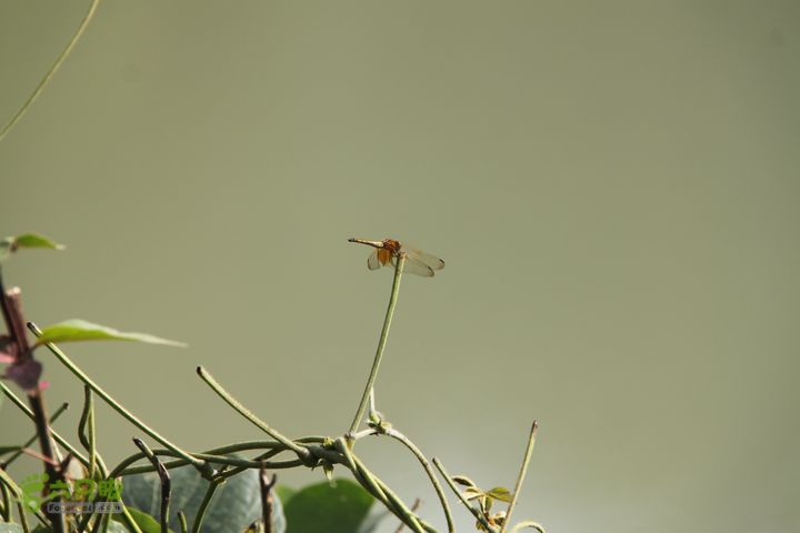 20131013宁波樟村毛岙大雷横街10公里穿越一只蜻蜓