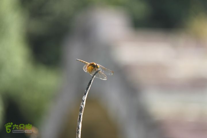 20131013宁波樟村毛岙大雷横街10公里穿越古桥蜻蜓