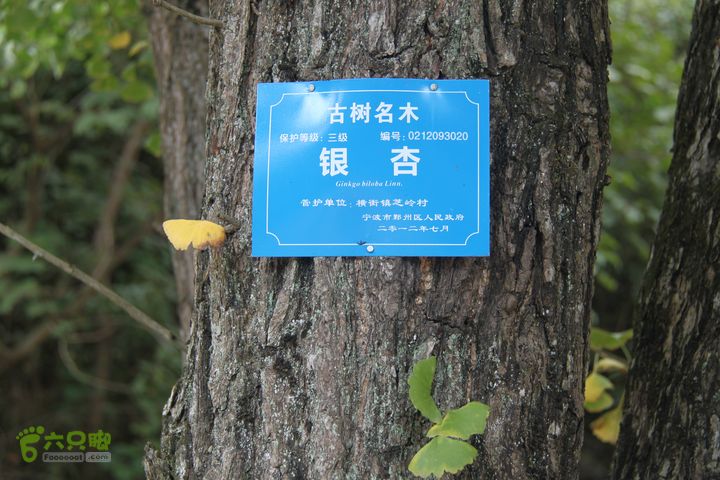 20131013宁波樟村毛岙大雷横街10公里穿越古树名木，这个村子古银杏真多