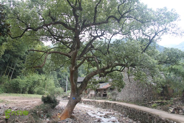 20131013宁波樟村毛岙大雷横街10公里穿越还有一棵大香樟树