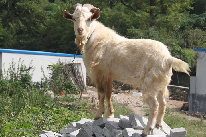 20131013宁波樟村毛岙大雷横街10公里穿越一只公羊摆POSE