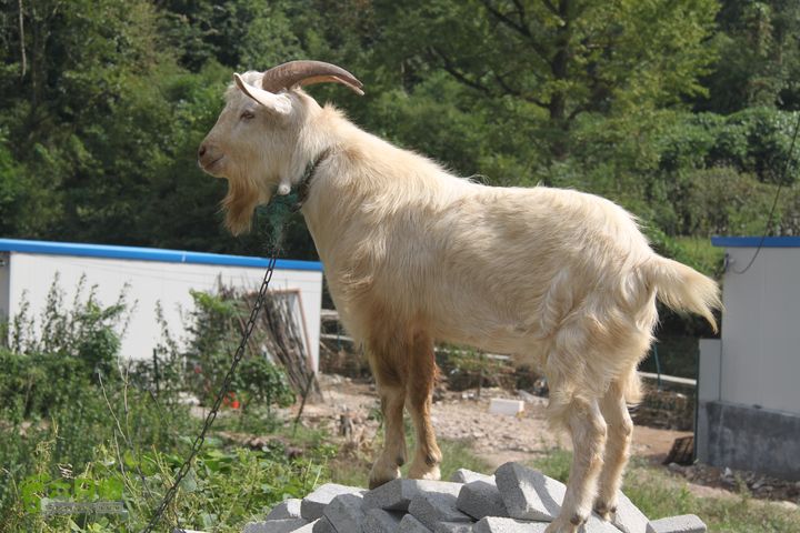 20131013宁波樟村毛岙大雷横街10公里穿越乘其不备