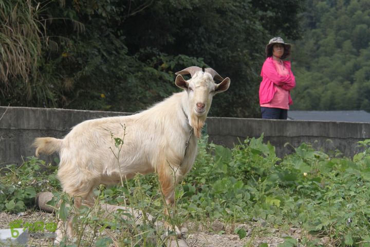 20131013宁波樟村毛岙大雷横街10公里穿越公羊和美女