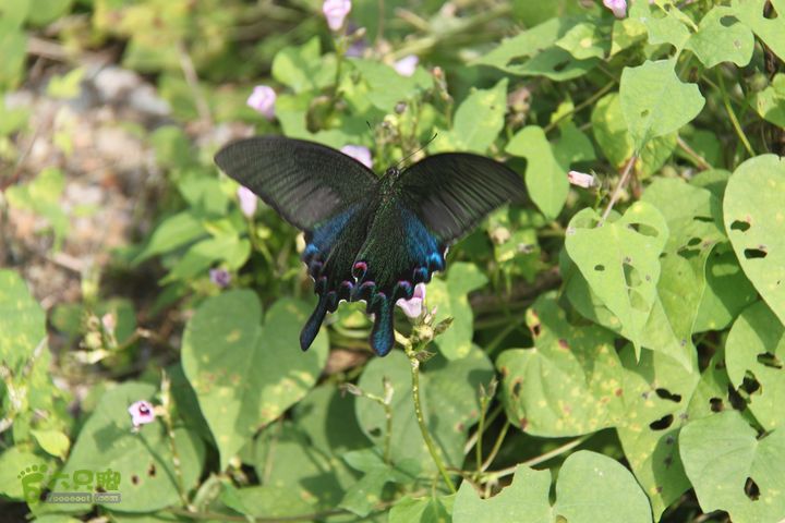20131013宁波樟村毛岙大雷横街10公里穿越一只漂亮的蝴蝶