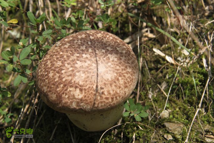 20131013宁波樟村毛岙大雷横街10公里穿越发现一朵大蘑菇