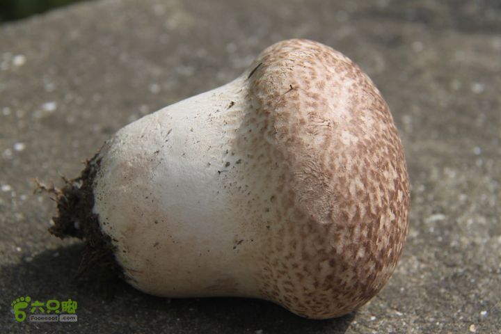 20131013宁波樟村毛岙大雷横街10公里穿越摘下来这么大