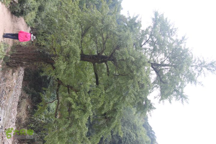 20131013宁波樟村毛岙大雷横街10公里穿越银杏树下倩影