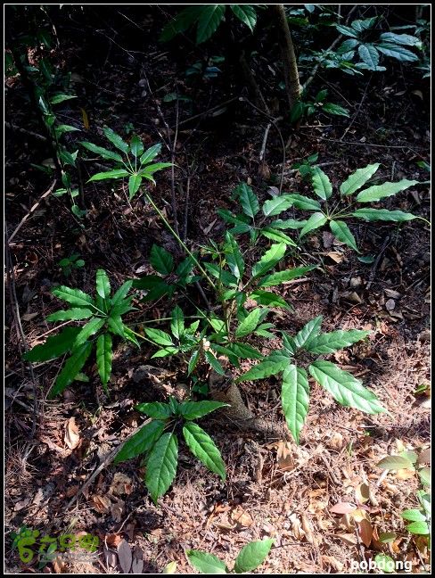 珠海凤凰山_东坑A线B线之间IMG_4357a