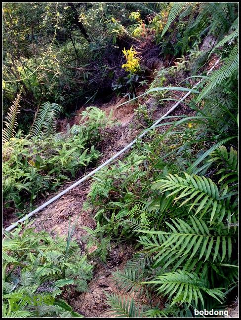 珠海凤凰山_东坑A线B线之间IMG_4377a