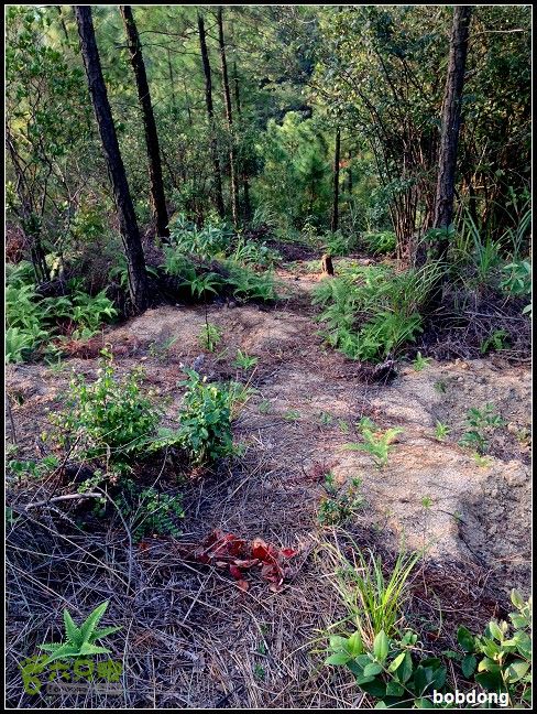 珠海凤凰山_东坑A线B线之间IMG_4391a