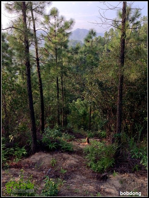 珠海凤凰山_东坑A线B线之间路况