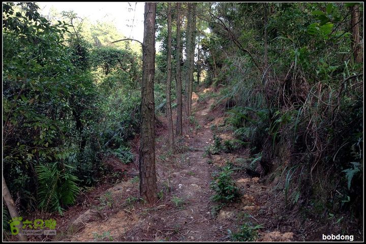 珠海凤凰山_东坑A线B线之间没想到有这么好的一条路