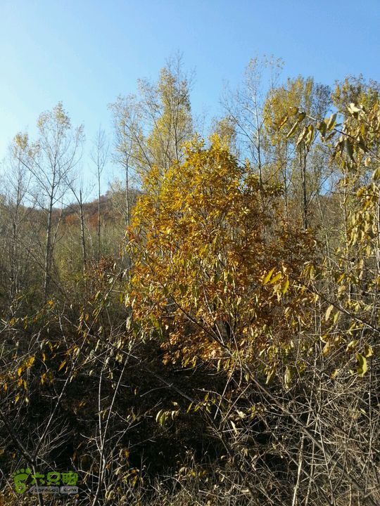 箭扣全程穿越2013-10-26 08:42:50