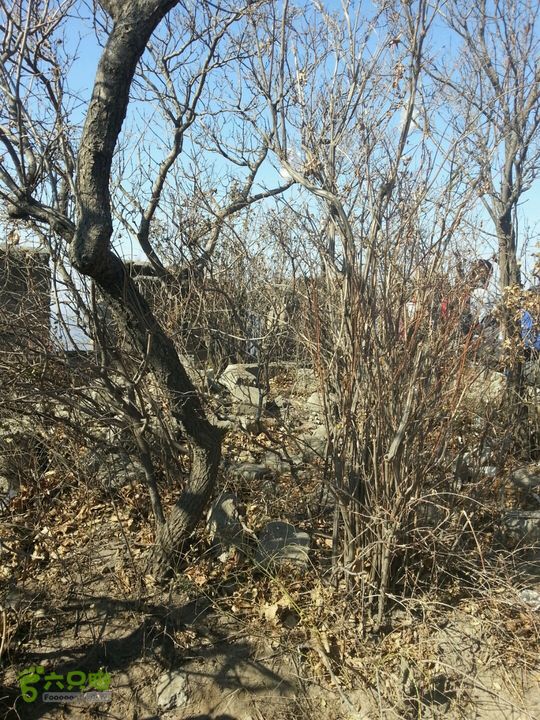 箭扣全程穿越2013-10-26 11:24:14