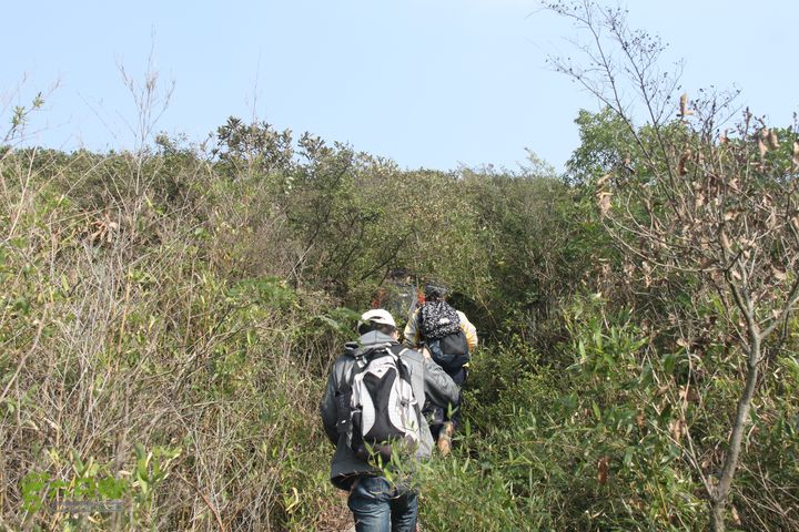 20131026宁波慈溪栲栳山东峰西峰登顶10公里环线26林深草密