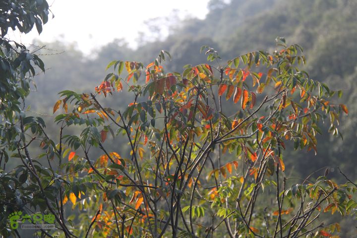 20131026宁波慈溪栲栳山东峰西峰登顶10公里环线27秋意渐浓