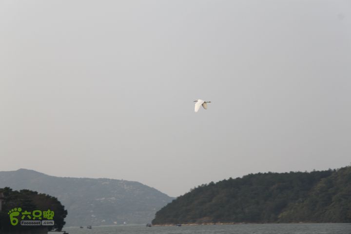 20131026宁波慈溪栲栳山东峰西峰登顶10公里环线33上林湖上白鹭飞