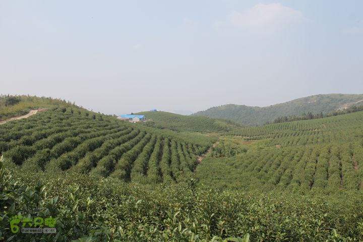 20131026宁波慈溪栲栳山东峰西峰登顶10公里环线21茶山风景