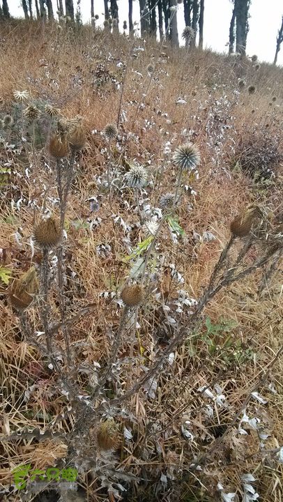 2013-11-02镇门峪西厢行者峪岳峪黄连峪IMG_20131102_100707_眸目压缩