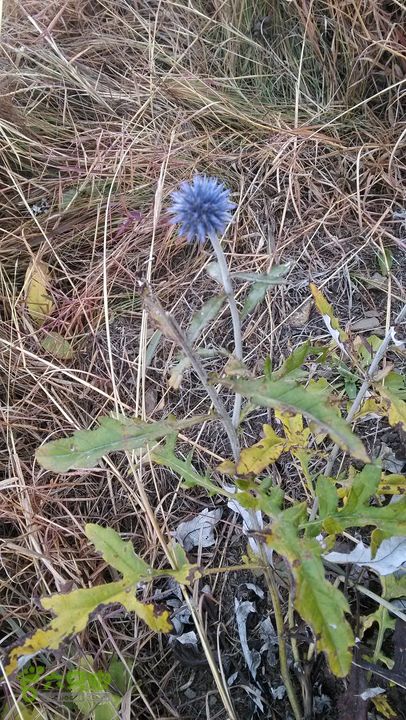 2013-11-02镇门峪西厢行者峪岳峪黄连峪IMG_20131102_101533_眸目压缩