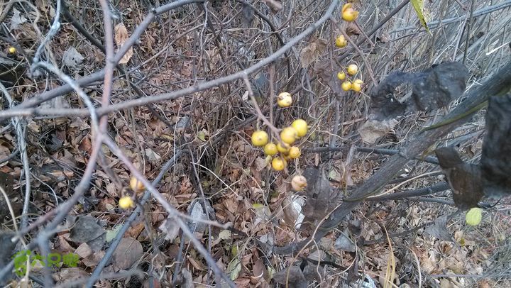 2013-11-02镇门峪西厢行者峪岳峪黄连峪IMG_20131102_120533_眸目压缩