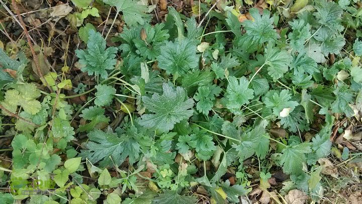 2013-11-02镇门峪西厢行者峪岳峪黄连峪IMG_20131102_120916_眸目压缩