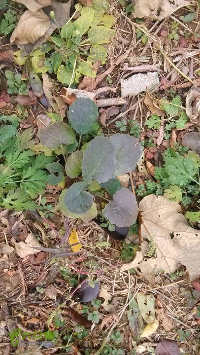 2013-11-02镇门峪西厢行者峪岳峪黄连峪IMG_20131102_130317_眸目压缩